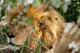 TANZANIA - Serengeti National Park - Leone maschio - 05